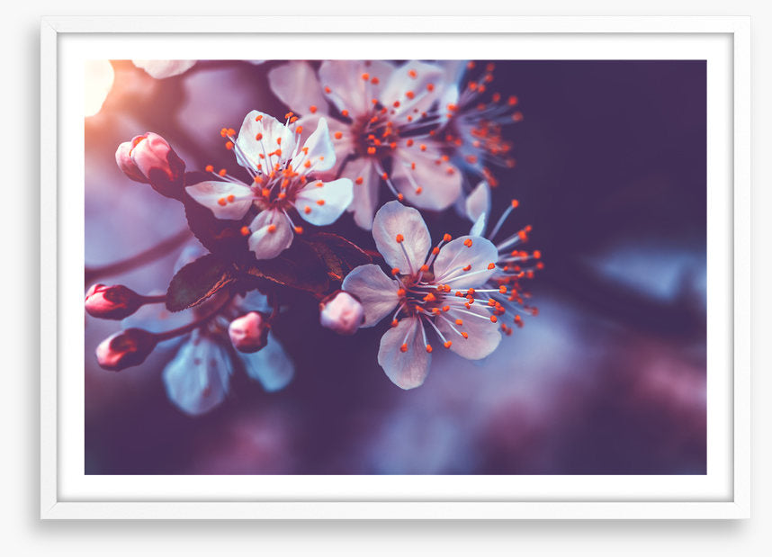 Sakura dawn