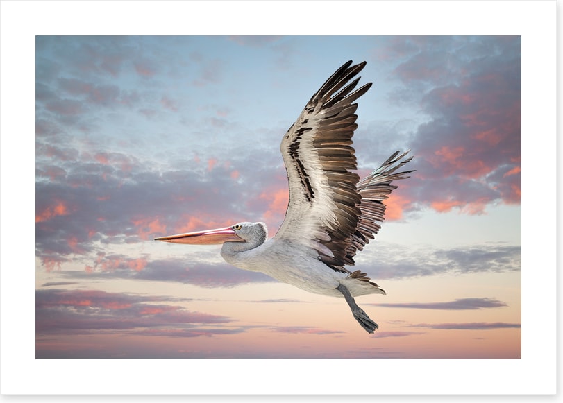 Perth sky pelican