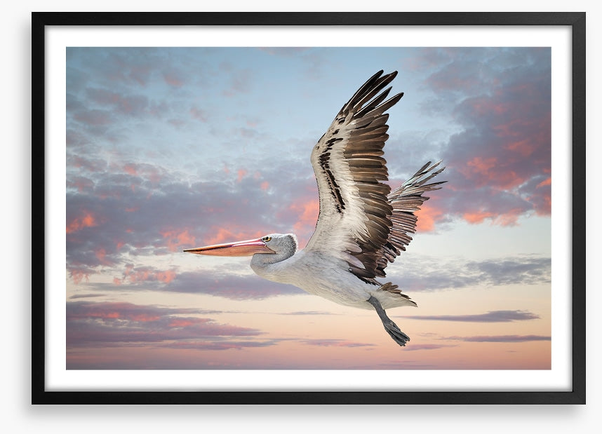 Perth sky pelican