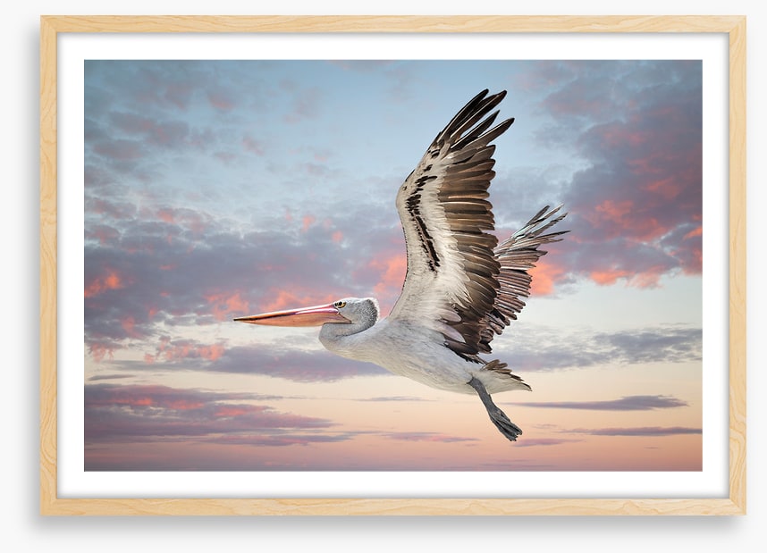 Perth sky pelican