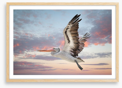 Perth sky pelican