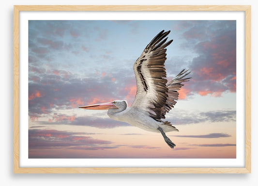 Perth sky pelican