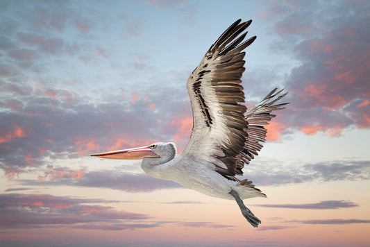 Perth sky pelican
