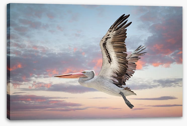 Perth sky pelican