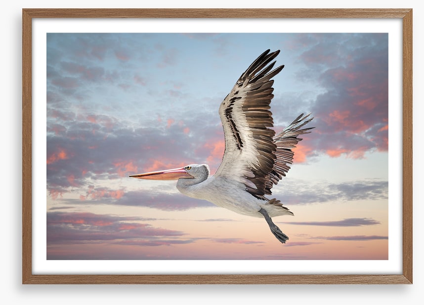 Perth sky pelican