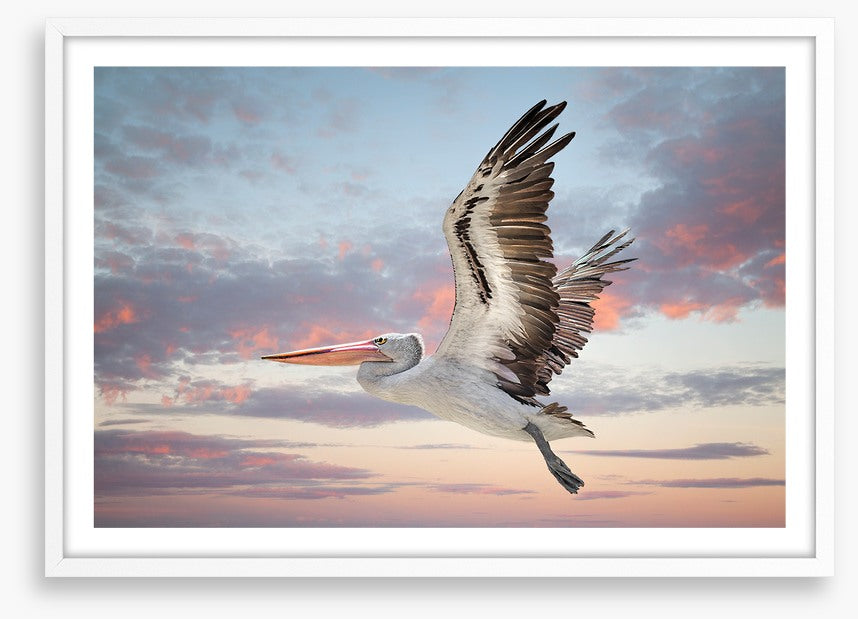 Perth sky pelican