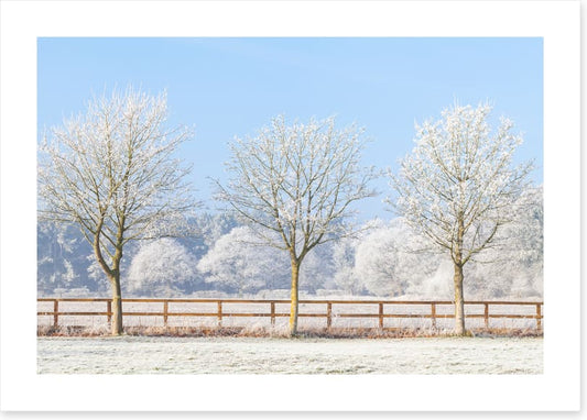 Three frosty trees