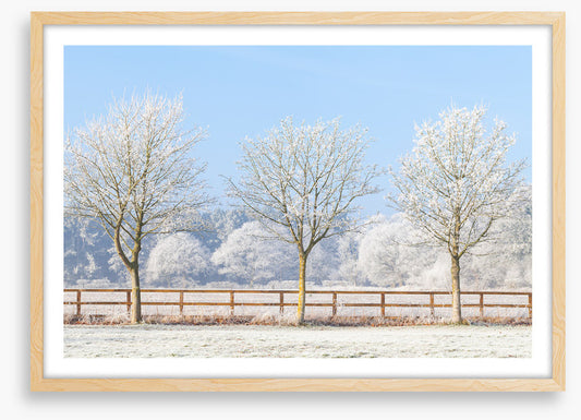 Three frosty trees
