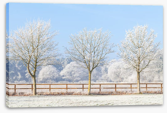 Three frosty trees