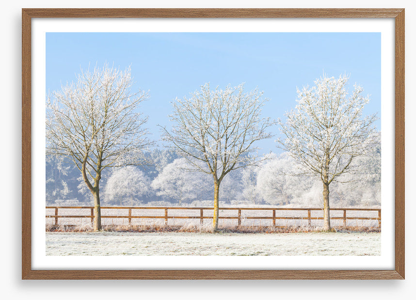 Three frosty trees