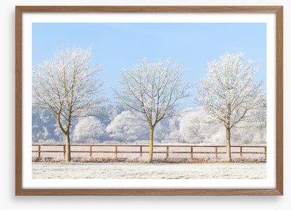 Three frosty trees