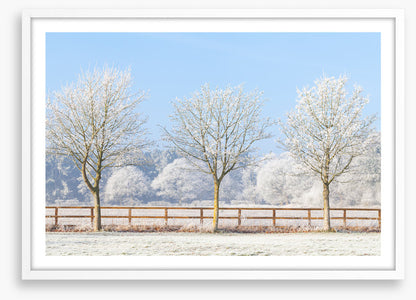 Three frosty trees