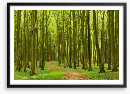 Follow the path
