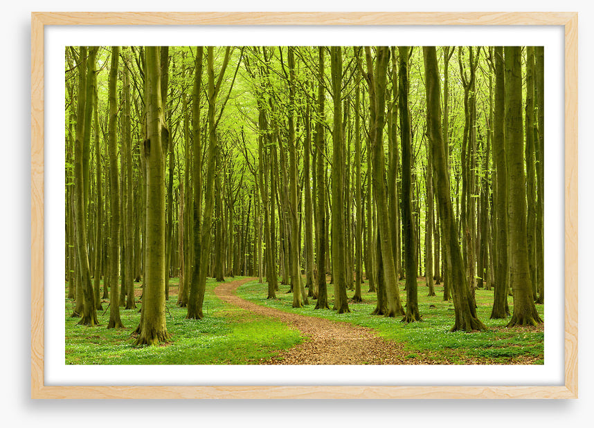 Follow the path
