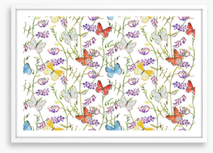 Butterflies