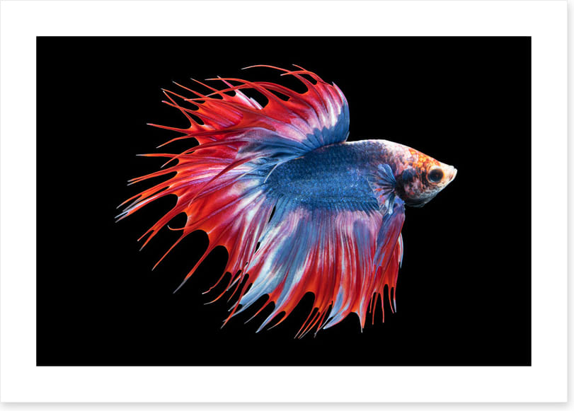 Betta beauty