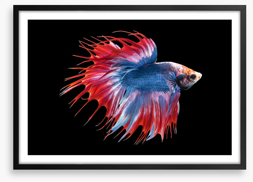 Betta beauty