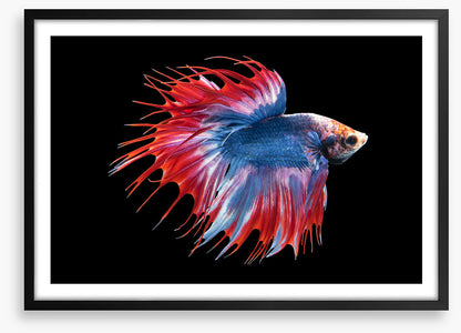Betta beauty