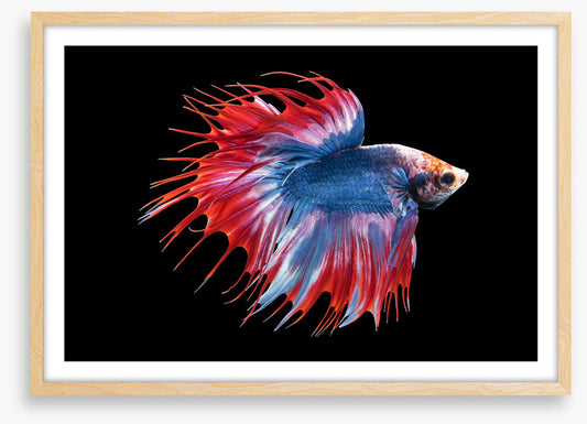 Betta beauty