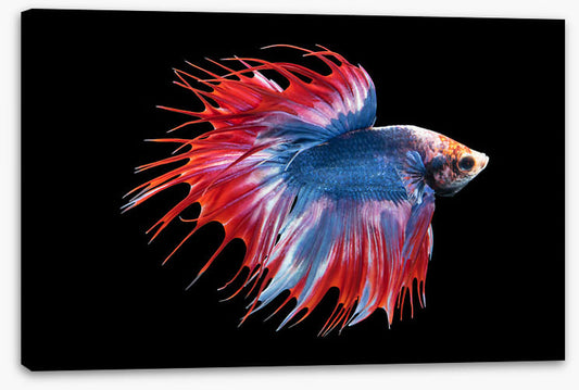 Betta beauty