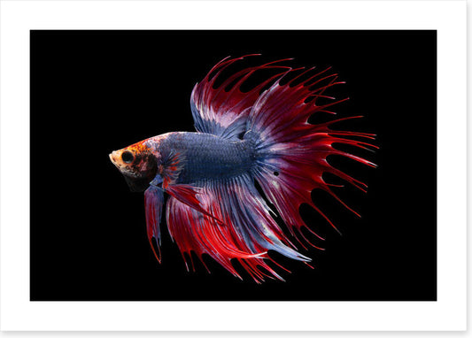 Half moon king