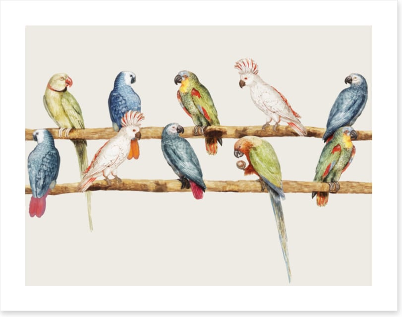 The parrot perch
