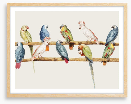 The parrot perch