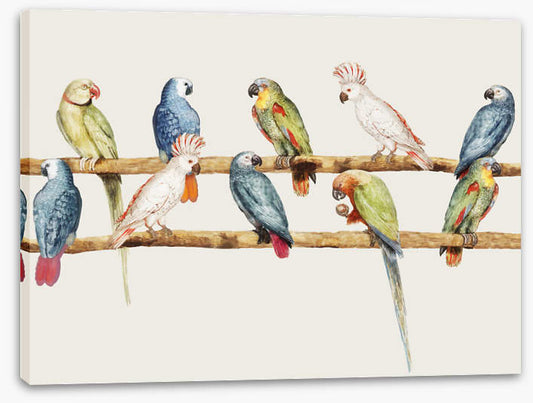 The parrot perch