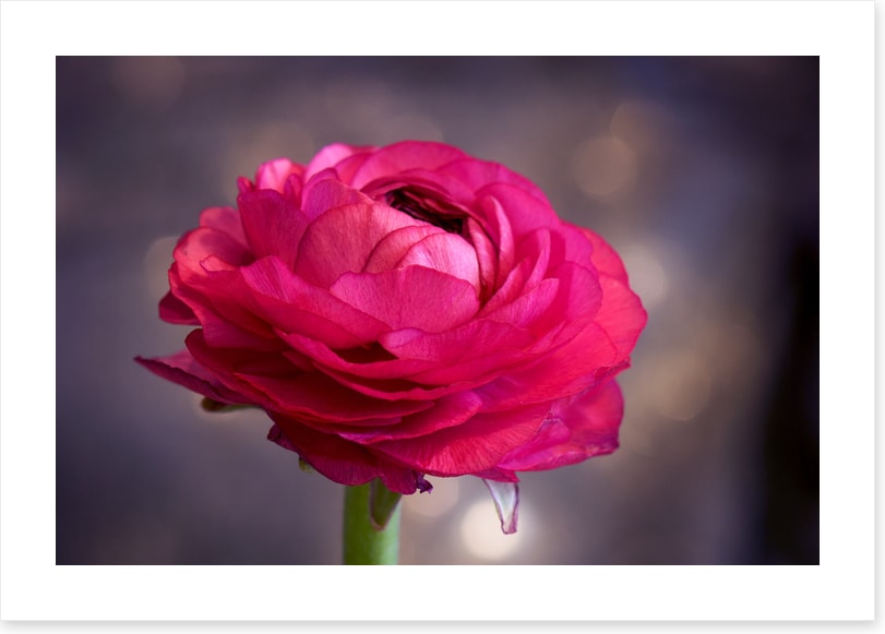 Ranunculus bloom