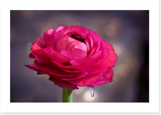 Ranunculus bloom