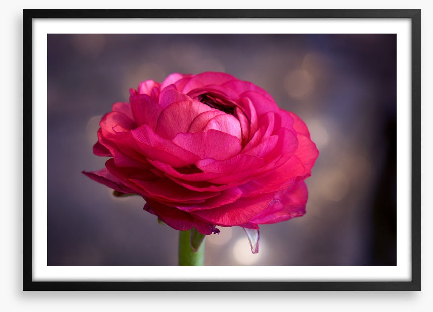 Ranunculus bloom