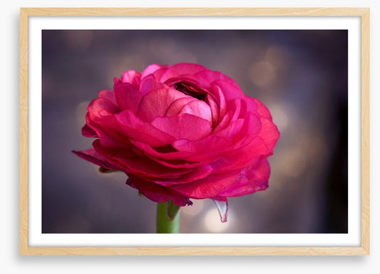 Ranunculus bloom