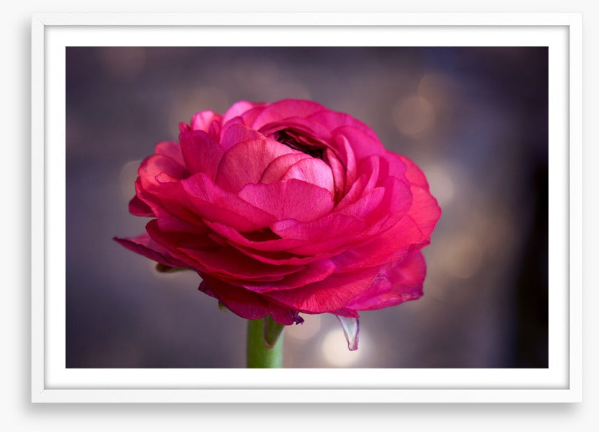 Ranunculus bloom