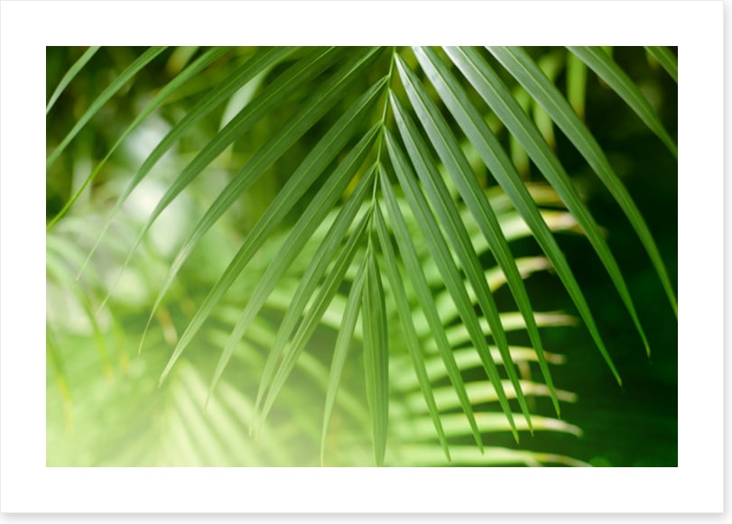 Palm leaf light