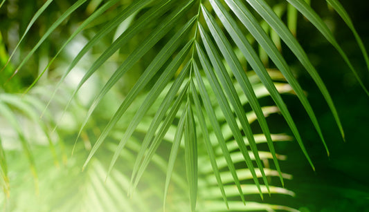 Palm leaf light