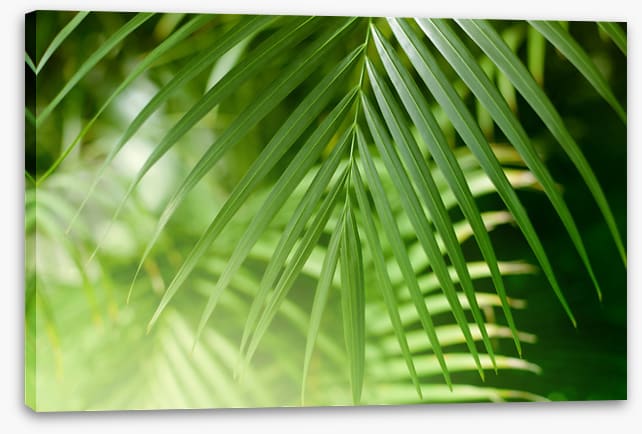 Palm leaf light