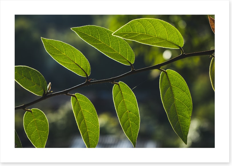 Leaves
