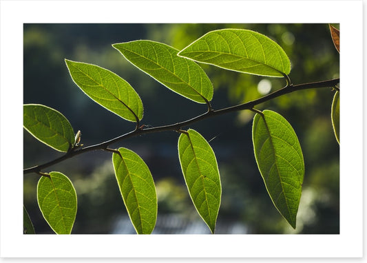 Leaves