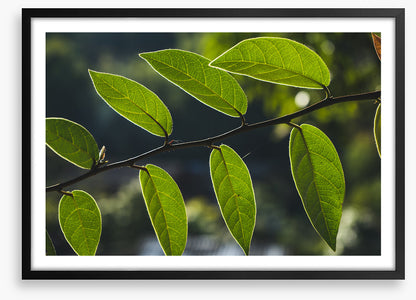 Leaves