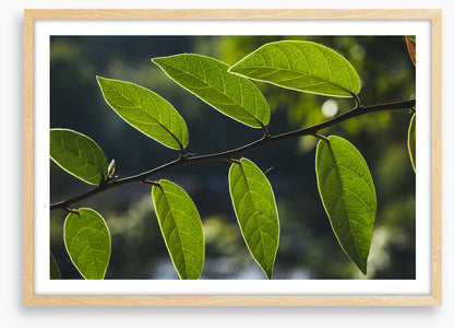 Leaves