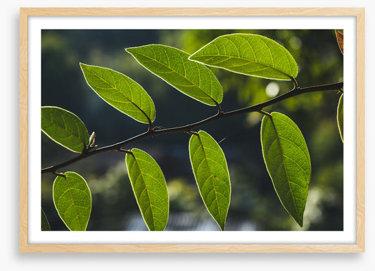 Leaves
