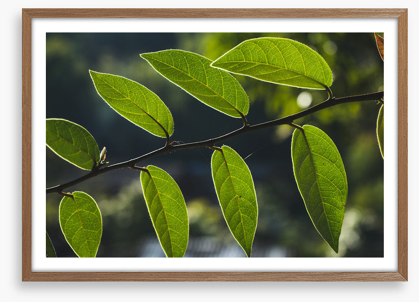 Leaves