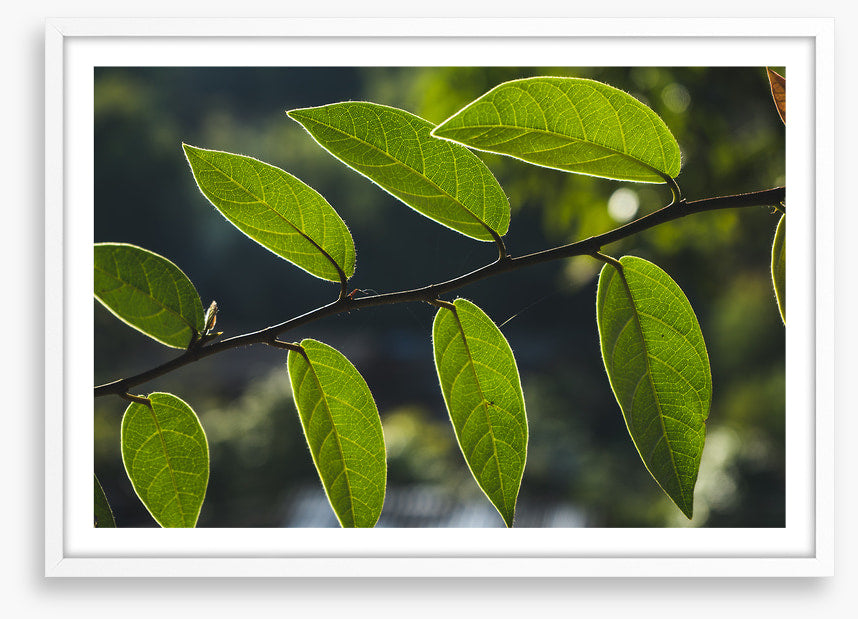 Leaves
