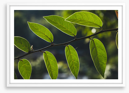 Leaves