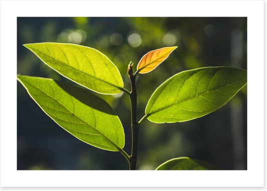 Leaves