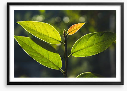 Leaves