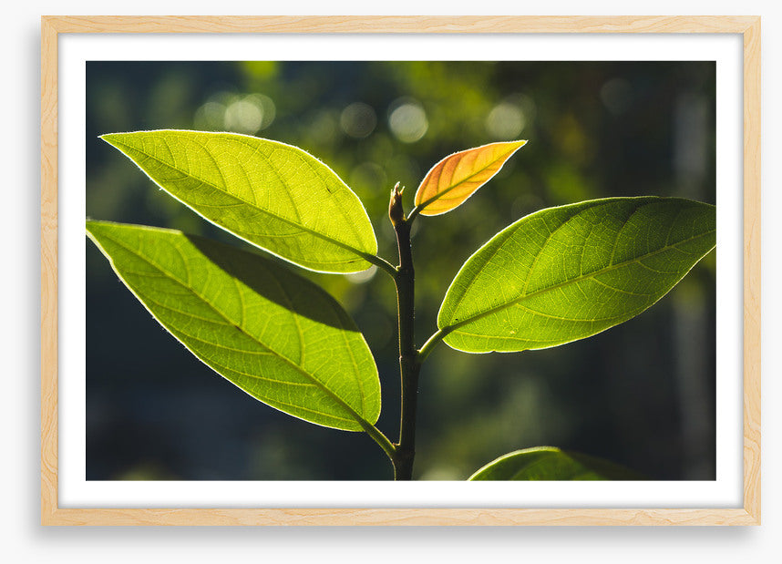 Leaves