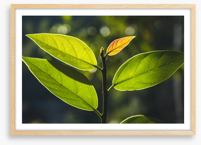 Leaves