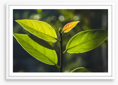 Leaves