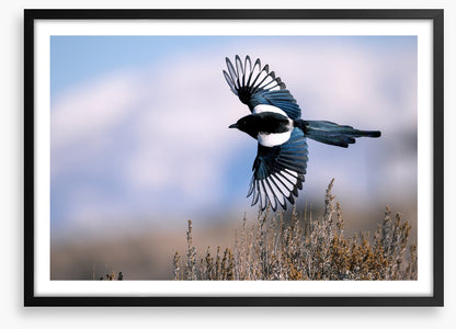 Soaring magpie